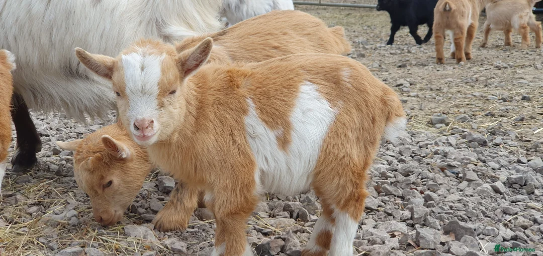 Goats livestock for sale: Lovely pygmy goats 🐐  - Advert 2