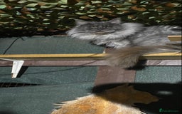Maine Coon cats for stud: Stud Gccf duel Tica active blue smoke  in Grantham - Image 27