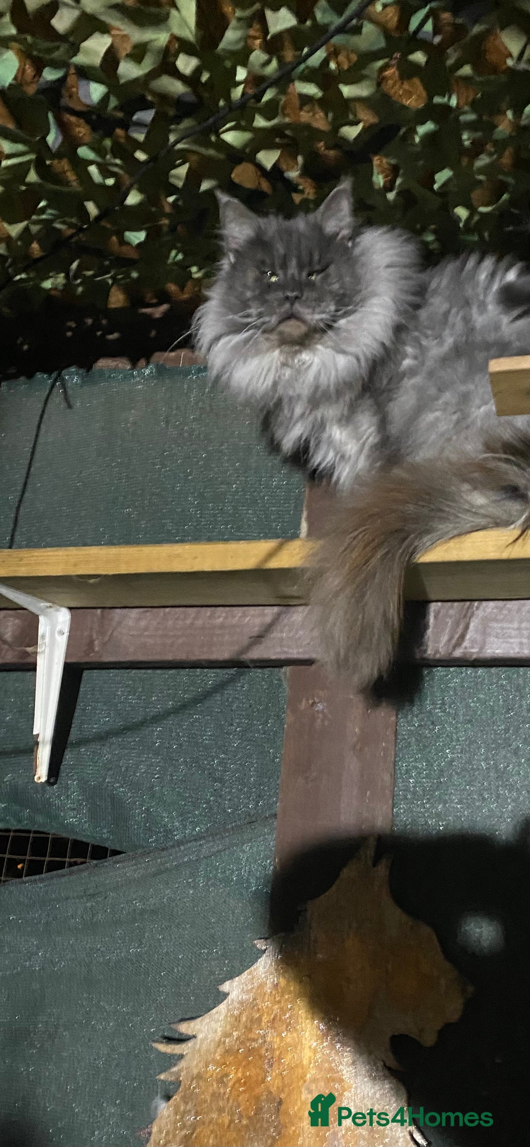 Maine Coon cats for stud: Stud Gccf duel Tica active blue smoke  in Grantham - Image 27
