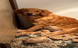 Goldador dogs for sale: Lovely Goldadors  - Image 10