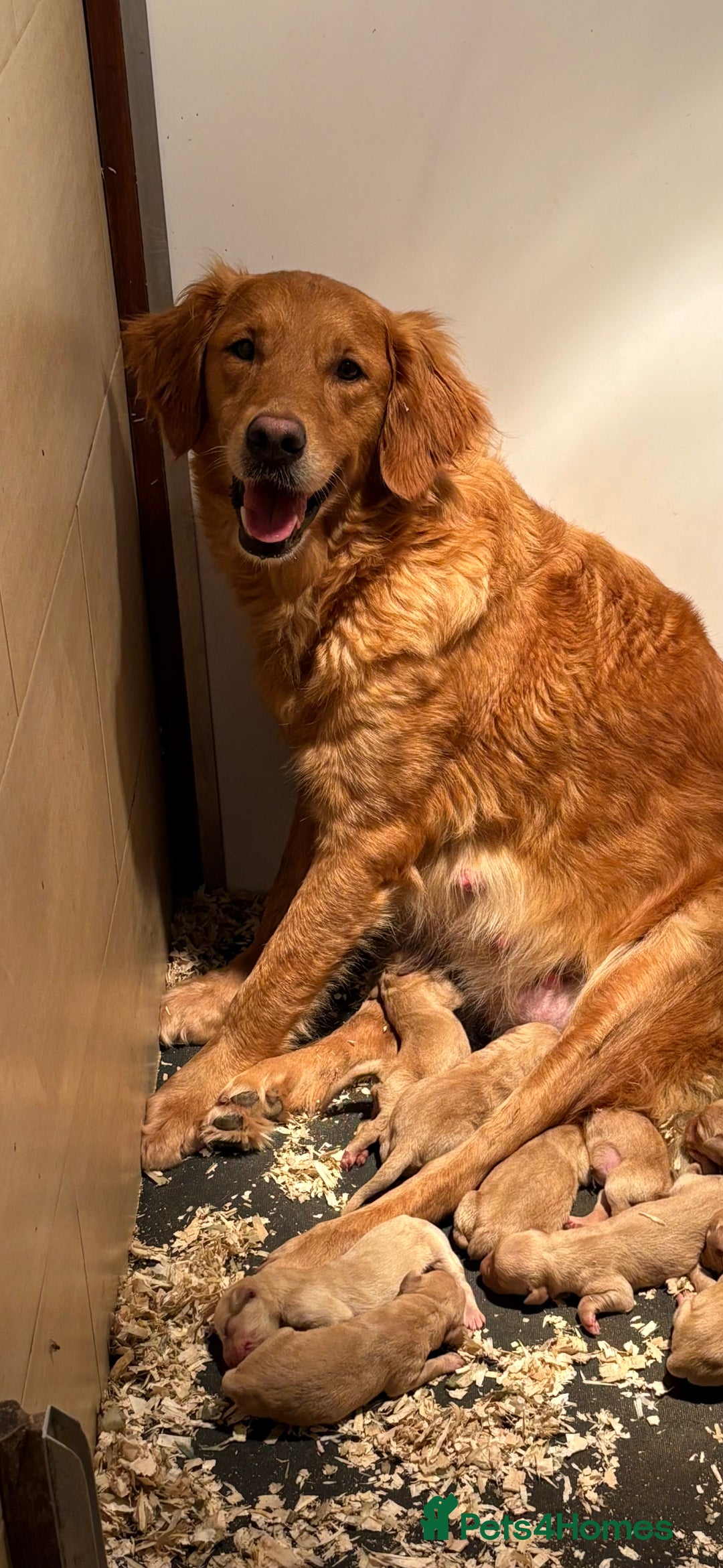 Goldador dogs for sale: Lovely Goldadors  - Image 10