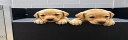 Labrador Retriever dogs for sale: Health tested Working Labrador Puppies in Welshpool - Advert 3