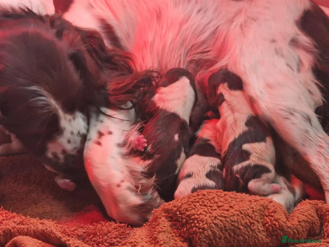 English Springer Spaniel dogs for sale: Outstanding springer boys Ready now! - Advert 2