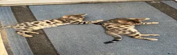 Bengal cats for sale: Two male Bengal X kittens available. Price reduced - Advert 6
