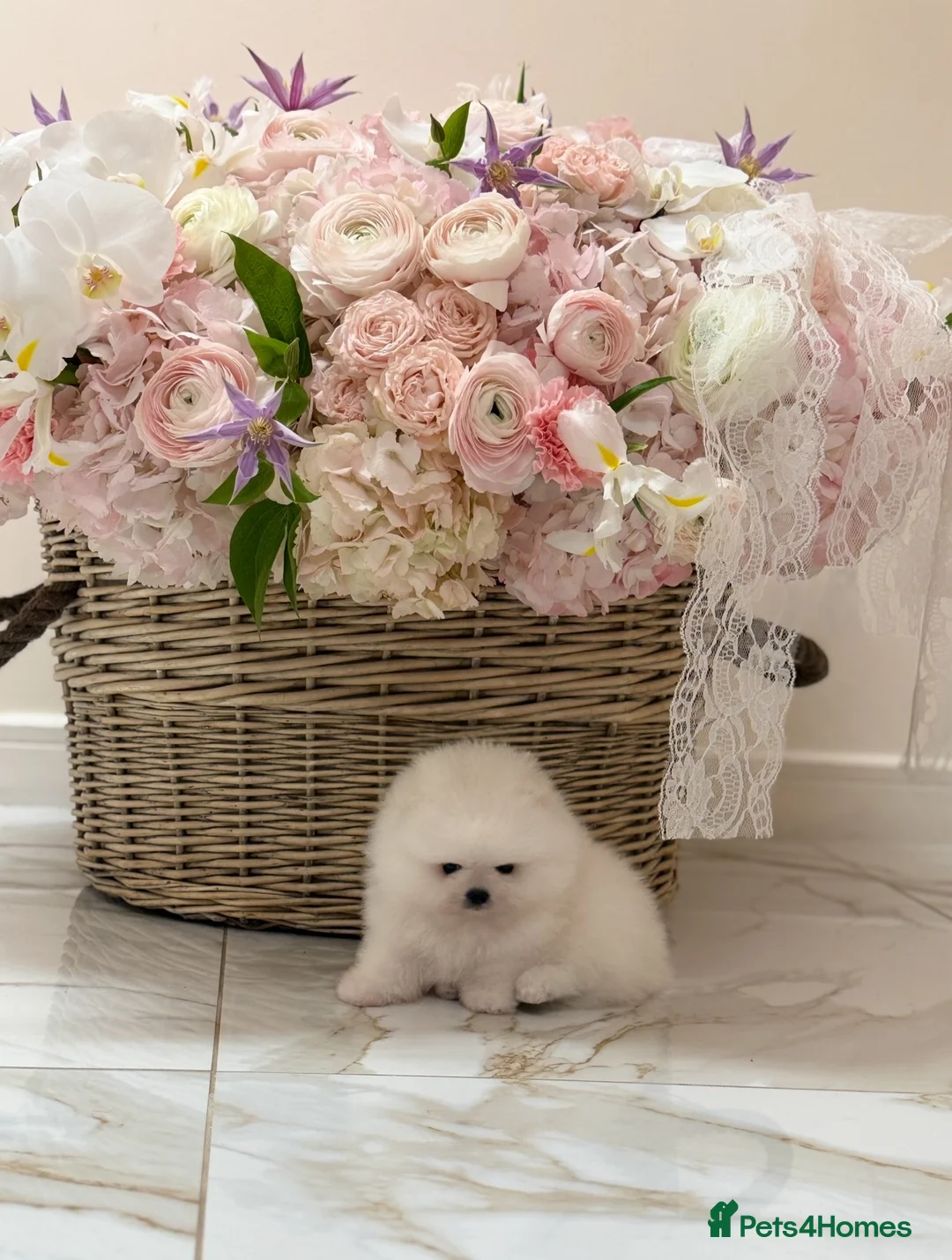 Pomeranian dogs for sale: Champion line🏆 mini teddy boy🧸  - Advert 8