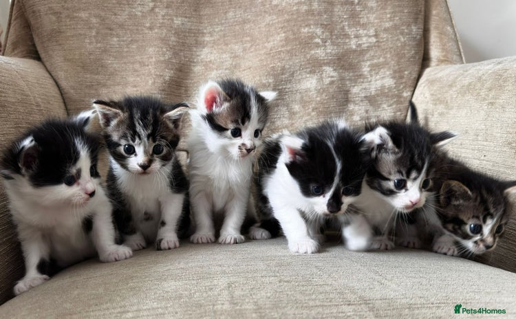 Mixed Breed cats - Advert 2