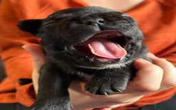 French Bulldog dogs for sale: 9 Beautiful French Bulldog Puppies for Sale - Image 21