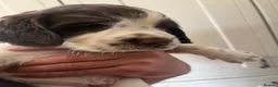 English Springer Spaniel dogs for sale: Pedigree English Springer Spaniels in Chippenham - Advert 6