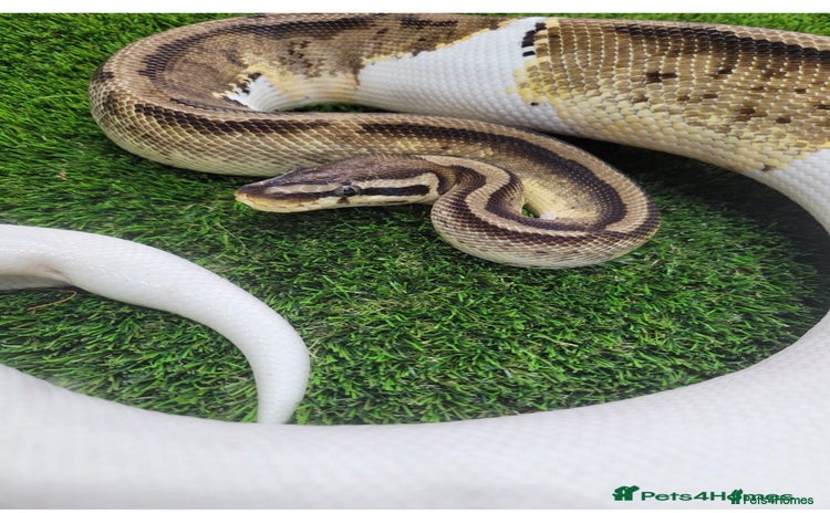 Python Snake reptiles Ball Python  - Advert 2