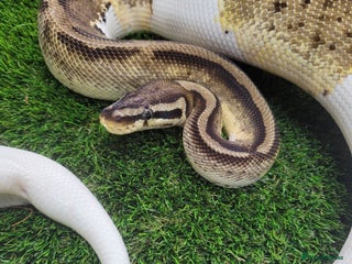 Python Snake reptiles Ball Python - Advert 1