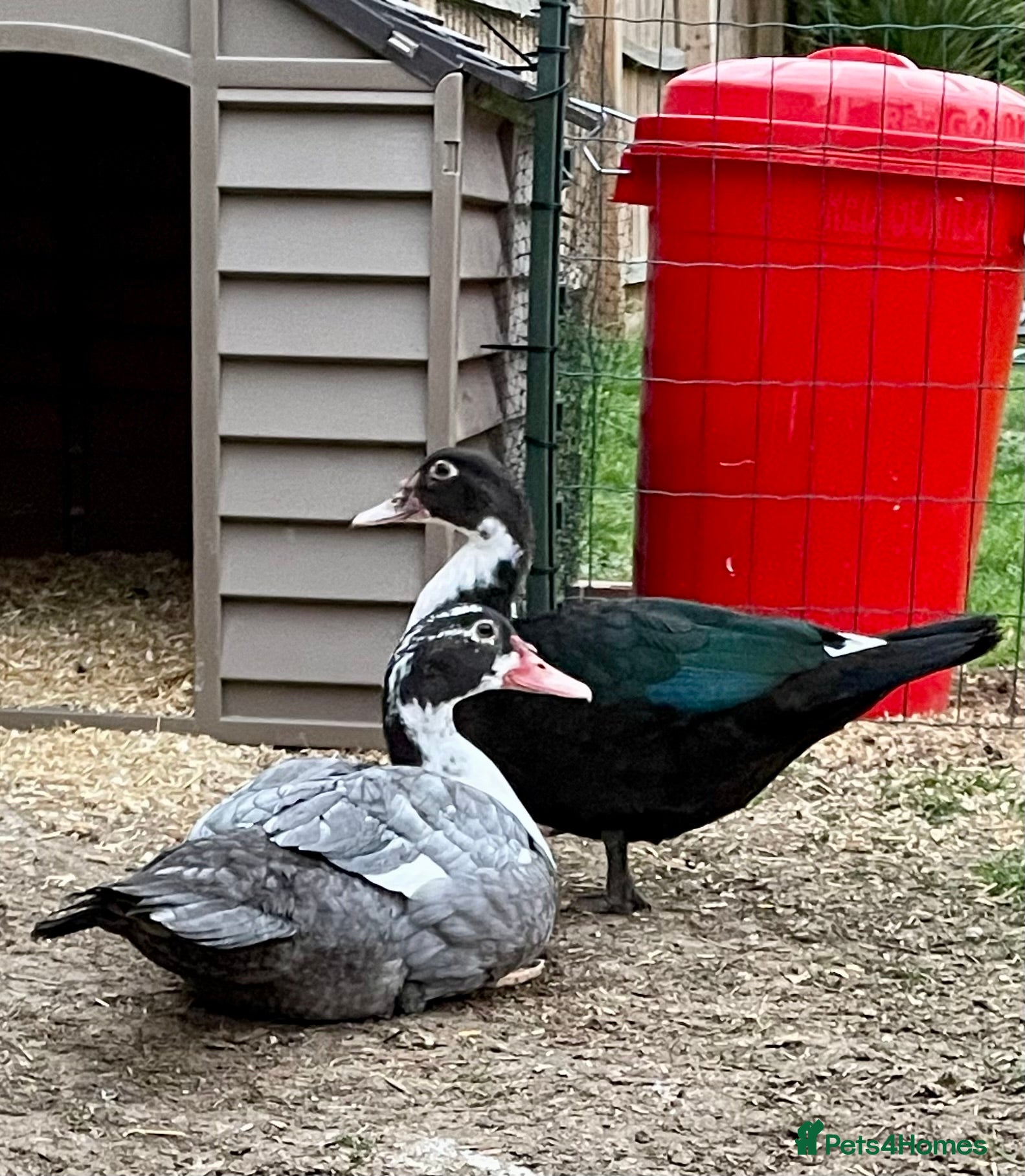 Ducks poultry Pair of Muscovys  - Advert 3