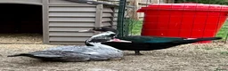 Ducks poultry for sale: Pair of Muscovys  - Advert 1