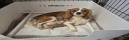Cavalier King Charles Spaniel dogs for sale: Rkc reg Cavalier Puppies 2 x girls AVAILABLE  - Advert 5
