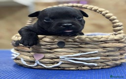 Staffordshire Bull Terrier dogs for sale: Staffordshire Bull Terrier Pups  - Image 9