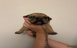 Cane Corso dogs for sale: Cane corso puppies  - Image 17