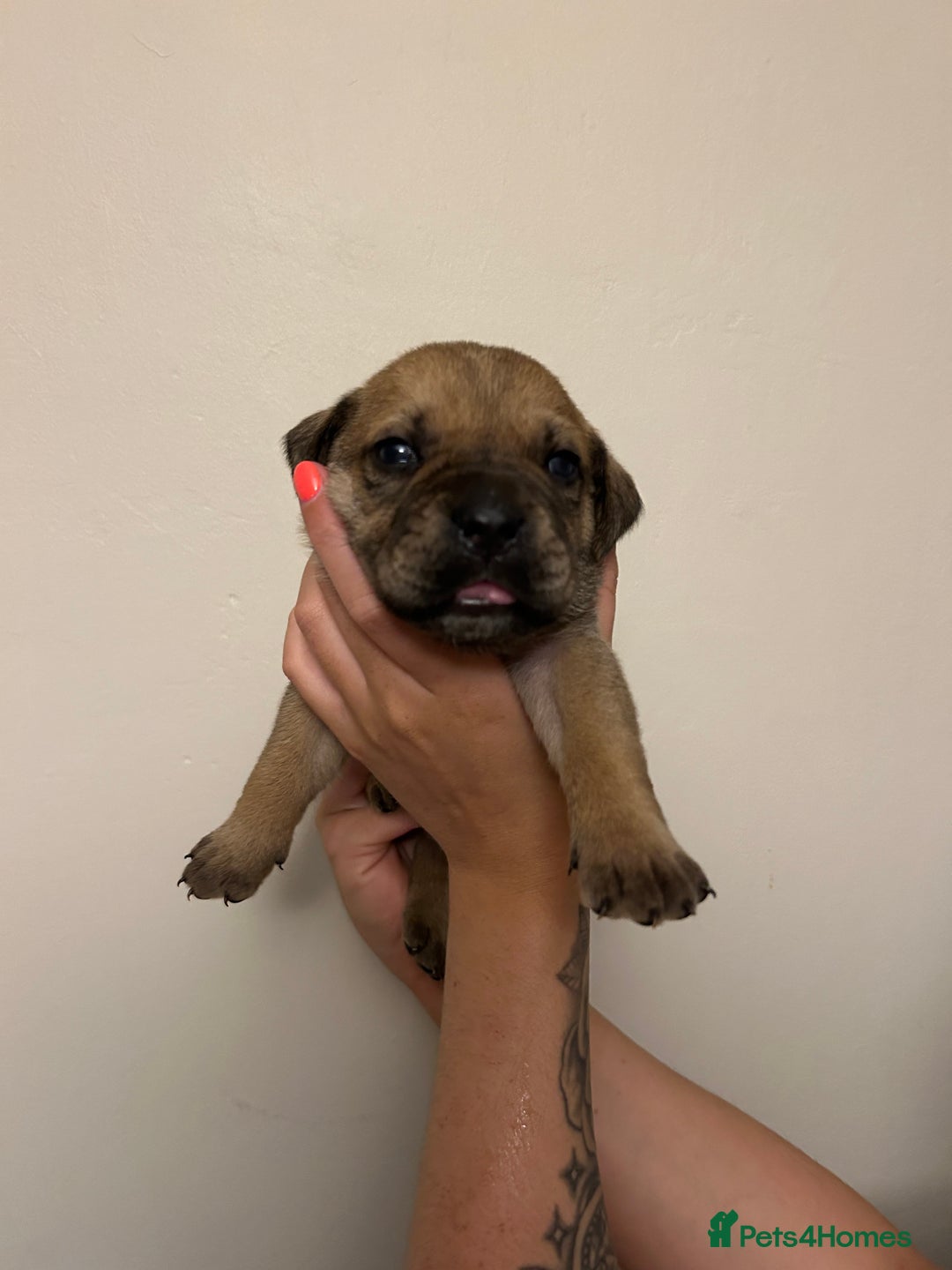 Cane Corso dogs for sale: Cane corso puppies  - Image 17