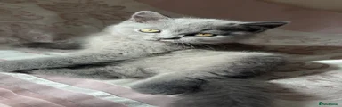 British Shorthair 1