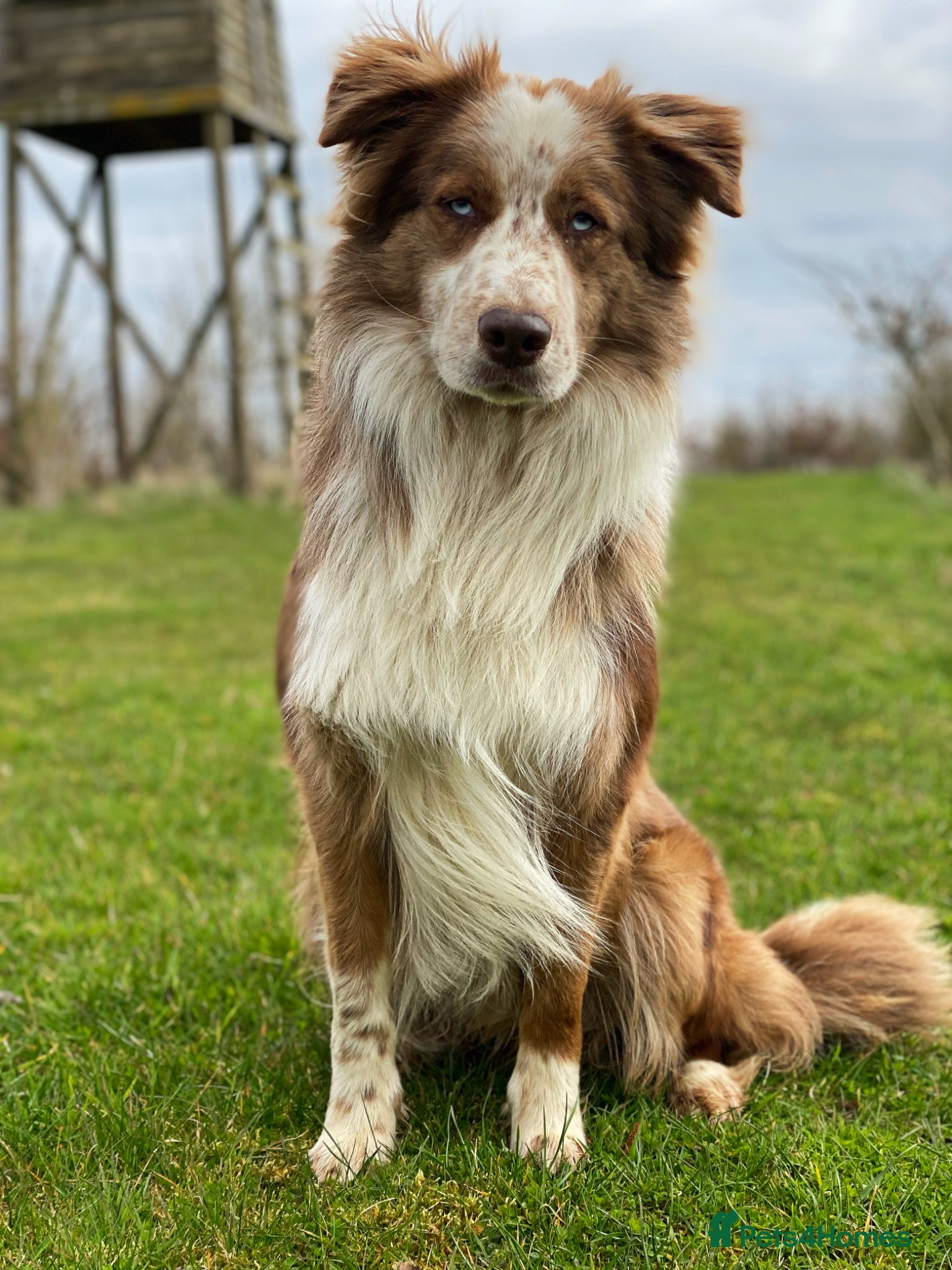 Border Collie dogs for adoption: *READ ATTENTIVELY*  New Home for 6YO Border Collie in Banbury - Advert 3