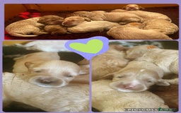 Australian Labradoodle dogs for sale: ♥️ 1 girl left ♥️ tiny tails , big hearts ♥️  - Image 32