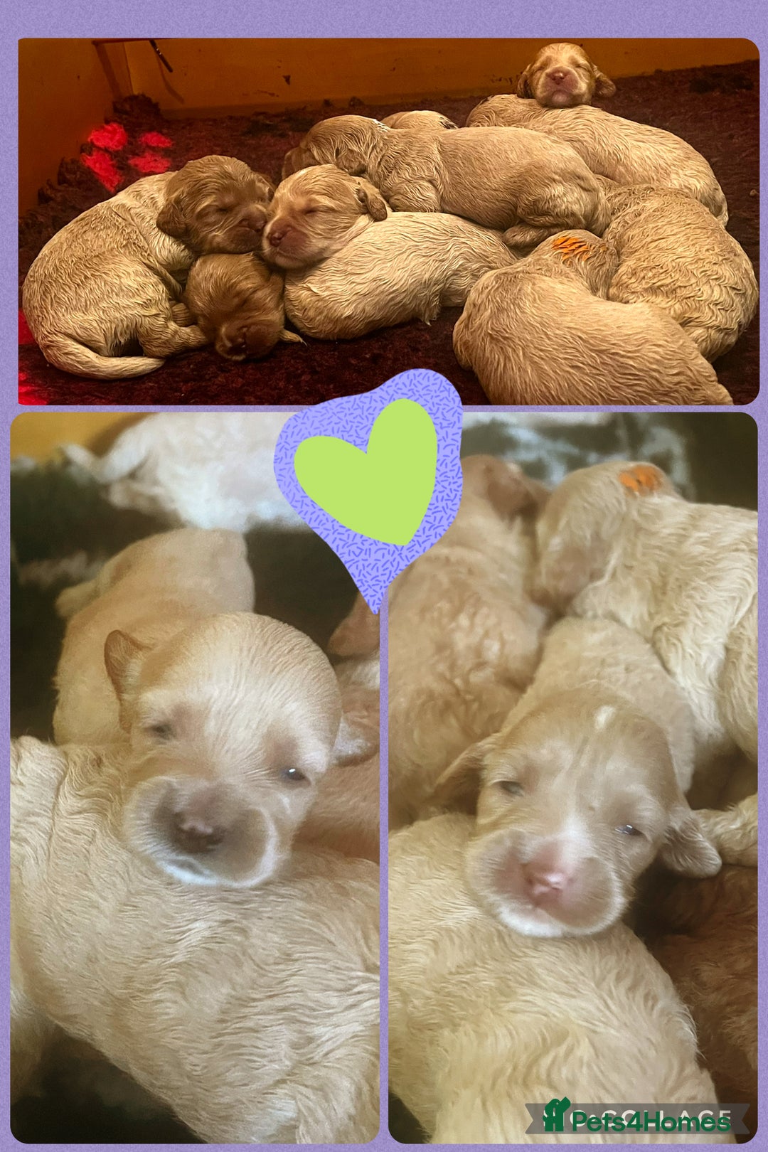 Australian Labradoodle dogs for sale: ♥️ 1 girl left ♥️ tiny tails , big hearts ♥️  - Image 32