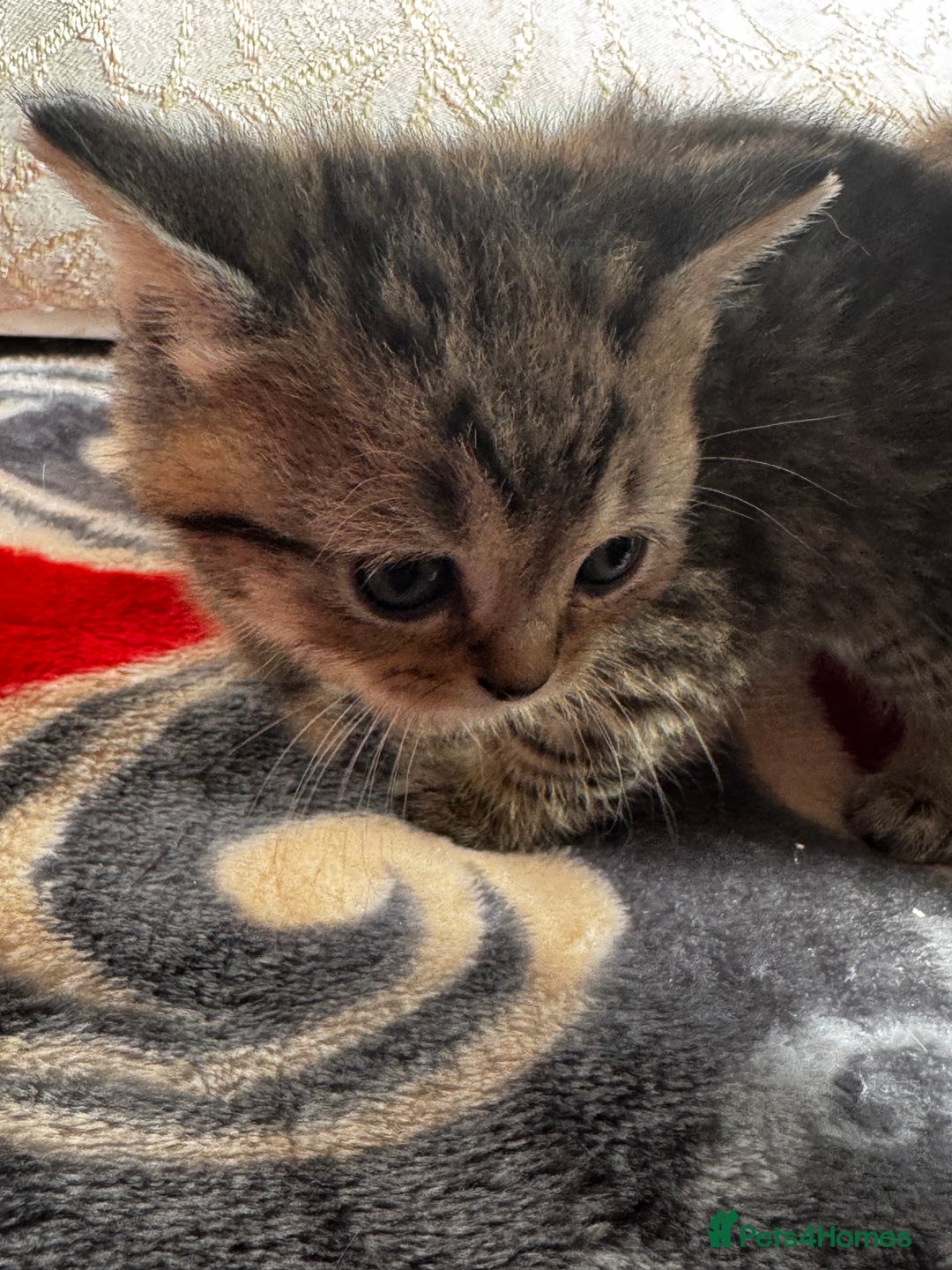 British Shorthair cats for sale: Cutest Tabby British Short Haired Kittens  - Image 14