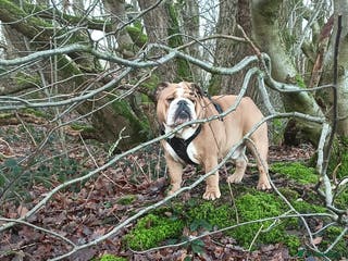 English Bulldog dogs Harry - Advert 23