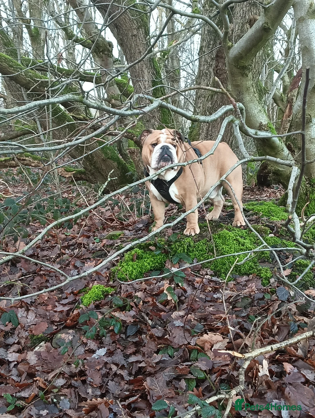 English Bulldog dogs for stud: Harry - Advert 2