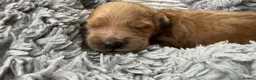 Goldendoodle dogs for sale: 🐾 8 beautiful goldendoodle pups 🐾 - Advert 19