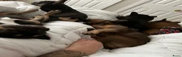 French Bulldog dogs for sale: 2Girls @ 2Boys French bulldogs  in Worksop - Advert 5