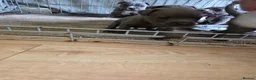 Mixed Breed dogs for sale: Staffordshire bull terrier x cane corso - Advert 11