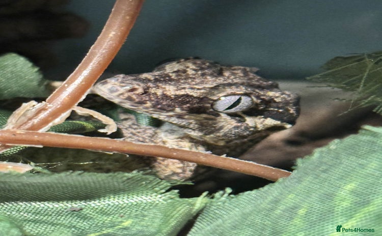 Gecko reptiles - Advert 1