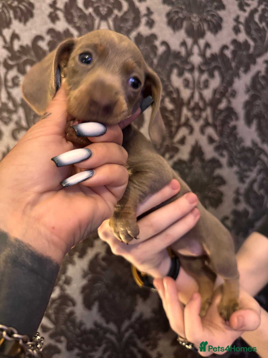 Dachshund dogs for sale: **** Absolutely Stunning Babies **** - Advert 17