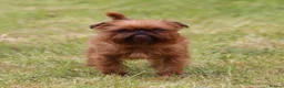 Griffon Bruxellois dogs for stud: Griffon male available for stud, KC proven - Advert 2