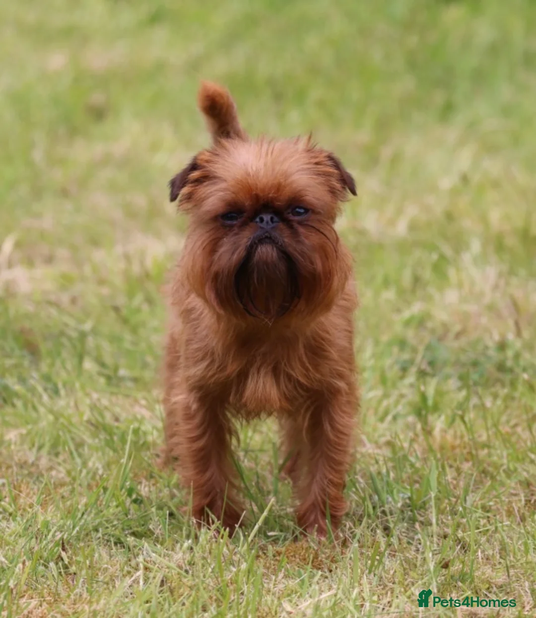 Griffon Bruxellois dogs for stud: Griffon male available for stud, KC proven - Advert 2