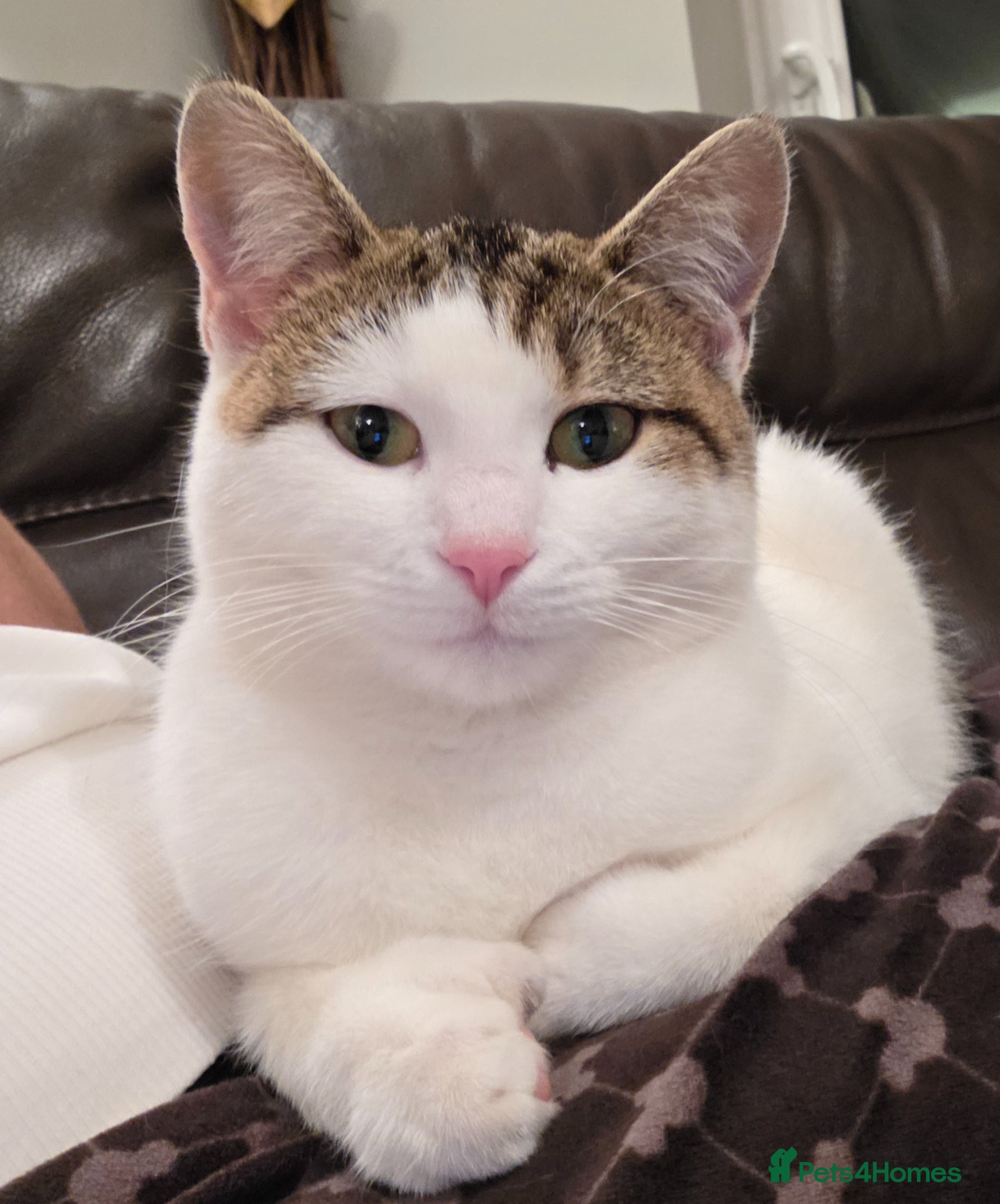 Mixed Breed cats Mummy cat - Advert 2