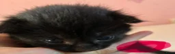 Mixed Breed cats for sale: Mixed litter  in Camborne - Advert 6