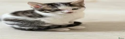 Domestic Shorthair cats for sale: Stunning British Tabby Kittens – Ready April 4th - Advert 7