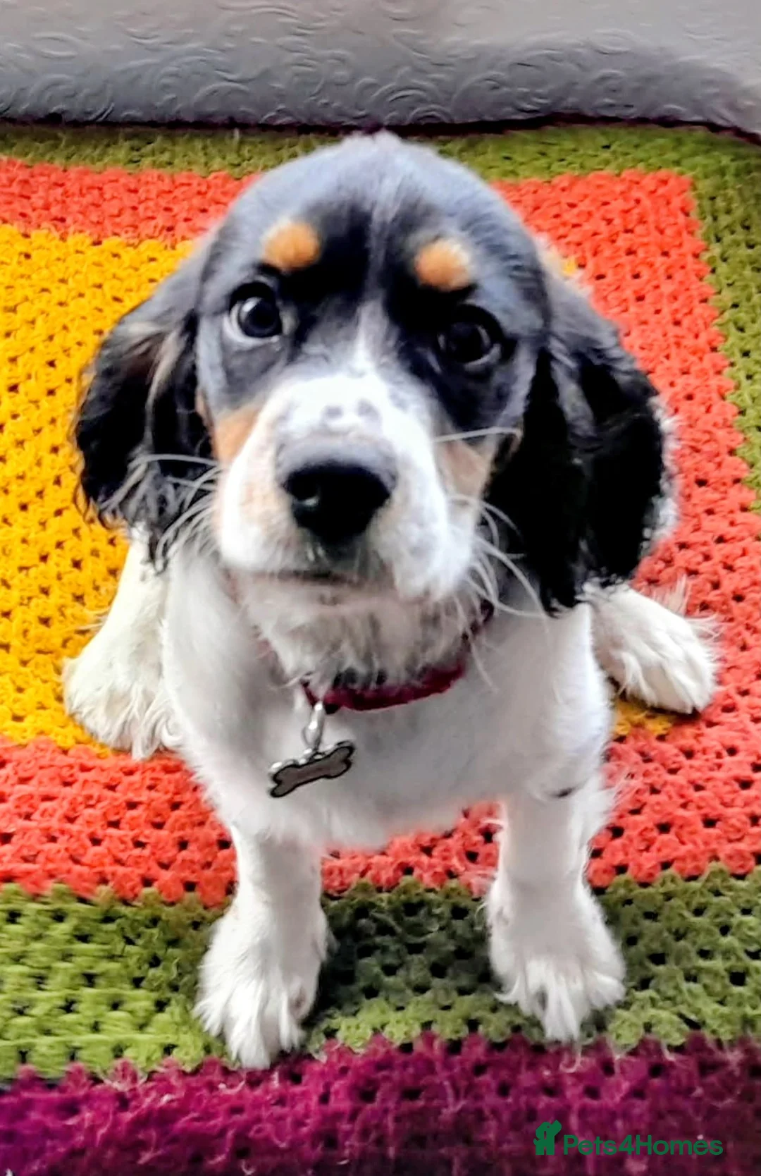 Cockalier dogs for sale: Cockalier for sale  - Advert 1