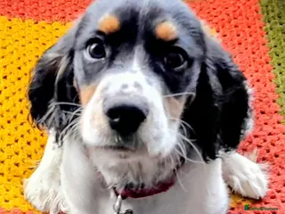 Cockalier dogs Cockalier for sale - Advert 5