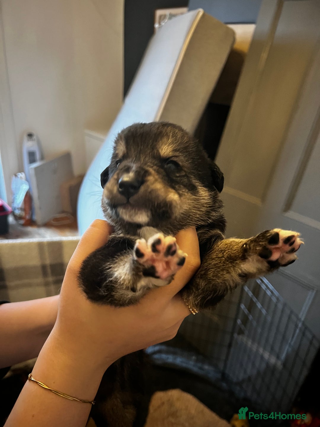 Mixed Breed dogs for sale: Bernese X Huskydor Pups - Advert 5