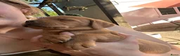 Labrador Retriever dogs for sale: READY NOW one gorgeous girl left!  - Advert 11