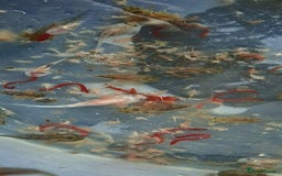 Axolotl reptiles for sale: Axolotls  - Image 5