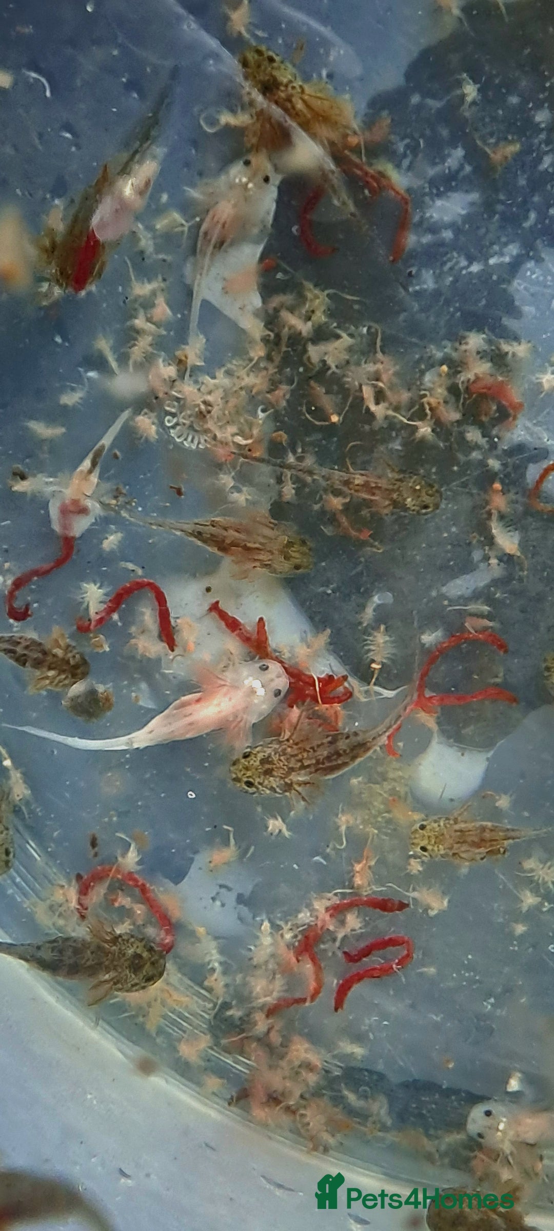 Axolotl reptiles for sale: Axolotls  - Image 5