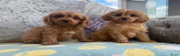 Cavapoo dogs for sale: Extensively Stunning cavapoo puppies  - Advert 9