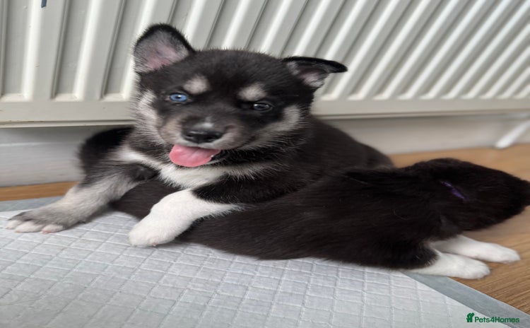 Siberian Husky dogs - Advert 1
