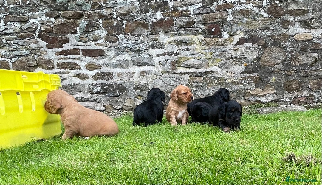 Cocker Spaniel dogs for sale: Kc reg working cocker spaniel pups - Image 10