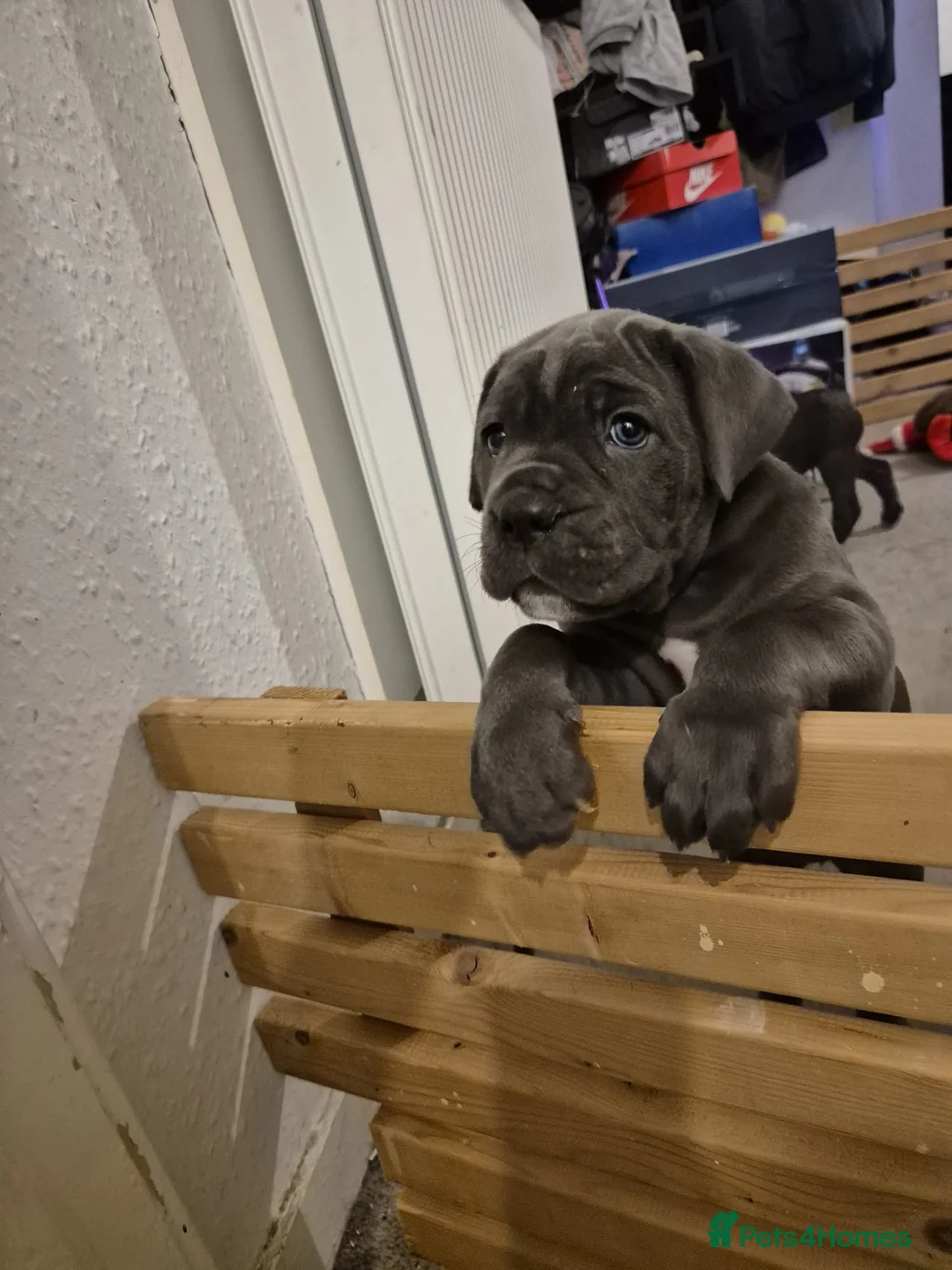 Cane Corso dogs for sale: Stunning Blue Cane Corso (blue) - Advert 9