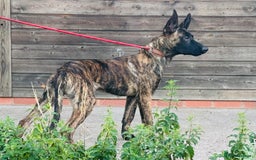 Belgian Shepherd Dog dogs for sale: Belgian Malinois / Dutch Herder  - Image 26