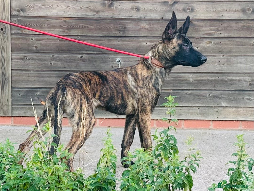 Belgian Shepherd Dog dogs for sale: Belgian Malinois / Dutch Herder  - Image 26