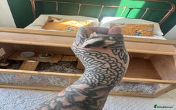 Mouse rodents for sale: Friendly mouse for adoption  - Image 3